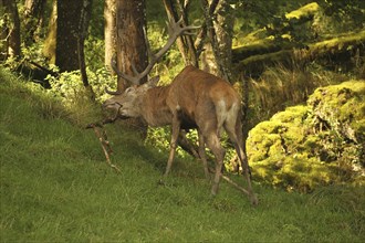 Red deer (Cervus elaphus) stag working on a branch lying on the ground during the rut, Allgäu,