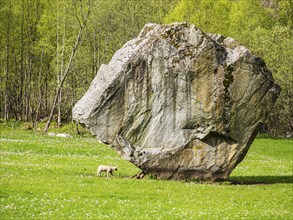 Single large rock Oddmundsteinen on farmland, greasing sheep, spring, south of Odda at the