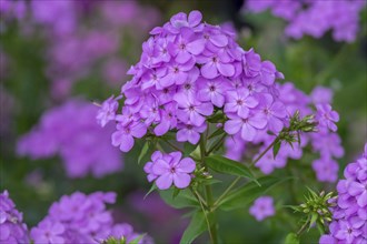 Flame flower (Phlox), North Rhine-Westphalia, Germany, Europe