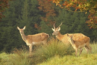 Red deer (Cervus elaphus) adult animal, calf and spit during the rut, Allgäu, Bavaria, Germany,