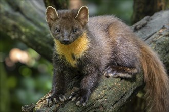 European pine marten (Martes martes) on tree trunk in forest showing big paws with semi-retractable