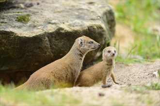 Close-up of a Yellow Mongoose (Cynictis penicillata) mother with her yongster