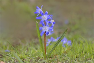 Lucile's glory-of-the-snow (Chionodoxa luciliae), flowering on forest floor, inflorescence,