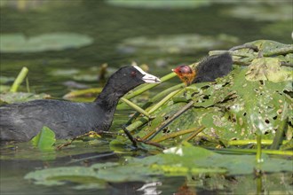 Eurasian burbot (Fulica atra) feeding its chicks. Bas Rhin, Alsace, France, Europe