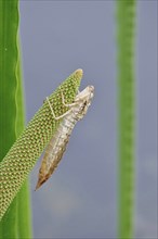 Oberlausitzer Heide- und Teichlandschaft, June, empty larval case of a dragonflySaxony, Germany,