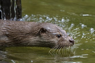 Eurasian otter, European river otter (Lutra lutra) close-up portrait in stream showing whiskers