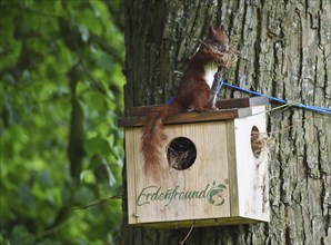 Squirrel (Sciurus) fetches nesting material from a nesting hole on a lime tree