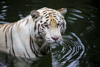 Bengal Tiger, Bengal Tiger, Indian Tiger (Panthera tigris tigris), adult in water, portrait, India,