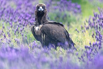 Cinereous vulture (Aegypius monachus) at Luderplatz, Castilla y Leon, Spain, Europe