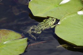 Frog in a pond, June, Saxony, Germany, Europe