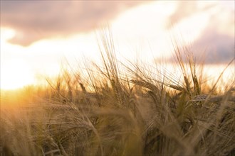 Wheat field at sunset, golden colours and grasses, natural evening mood, Gechingen, Black Forest,