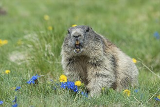 Alpine Marmot (Marmota marmota), High Tauern National Park, Austria, Europe