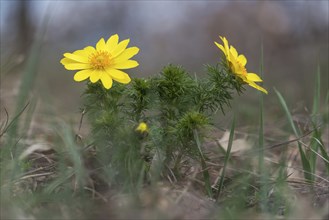 Pheasant's eye, spring pheasant's eye, yellow pheasant's eye or false hellebore (Adonis vernalis),