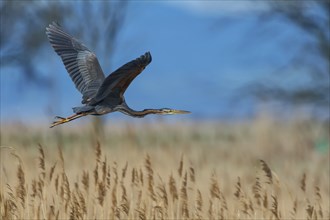 Purple Heron (Ardea purpurea), Austria, Europe