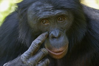 Bonobo (Pan paniscus), portrait, Lola ya Bonobo Sanctuary, Kimwenza, Mont Ngafula, Kinshasa,