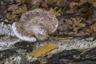 Birch polypore (Piptoporus betulinus) birch bracket, razor strop bracket fungus growing on fallen