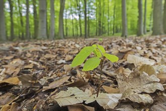 European beech (Fagus sylvatica), common beech new shoot emerging on deciduous forest floor in