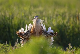 Great bustard (Otis tarda) mating male, spread beard feathers and wings, heaviest flying bird, La