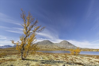 Silver birch and reindeer lichen on the tundra in autumn and the Stygghøin mountain range at