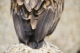 Griffon vulture (Gyps fulvus), feathers, tail, detail, Spain, Europe