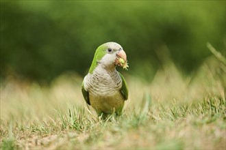 Monk parakeet (Myiopsitta monachus) wildlife on a meadow, Catalonia, Spain, Europe