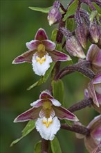 Marsh helleborine (Epipactis palustris), white marsh helleborine, marsh sitter, orchids, marsh