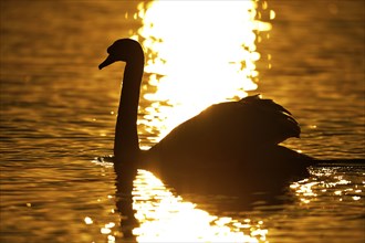 Mute swan (Cygnus olor), lateral, Germany, Europe