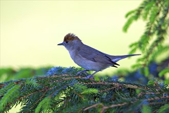 Blackcap (Sylvia atricapilla), female, Lower Saxony, Germany, side, Europe