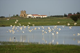 Cattle Egrets (Bubulcus ibis), Portugal, heron, Europe