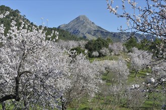 Flowering Almond trees (Prunus dulcis), Tramuntana Mountains, Majorca, Balearic Islands, Spain,