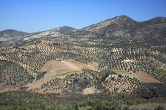 Olive plantation, Andalusia, Spain, Europe