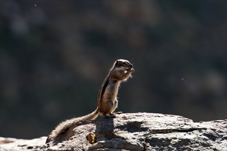 Barbary ground squirrel (Atlantoxerus getulus), chipmunk, Atlantic squirrel, ground squirrel,