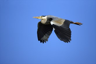 Grey heron (Ardea cinerea), Texel, Heron, exempt, Netherlands