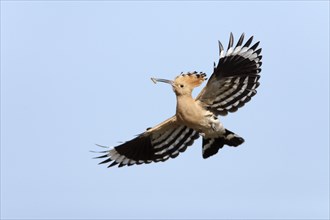 Hoopoe (Upupa epops) with food, Portugal, Europe