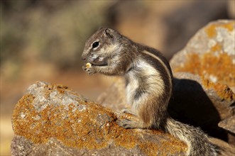 Barbary ground squirrel (Atlantoxerus getulus), chipmunk, Atlantic squirrel, ground squirrel,