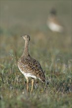 Little Bustard (Tetrax tetrax), female, Alentejo, Portugal, Europe