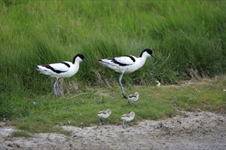 Avocet, pair with chicks, Black capped avocet (Recurvirostra avosetta), Netherlands