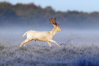 Fallow deer (Dama dama), male