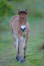 Exmoor pony, foal