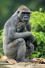 Western Gorilla, female with young (Gorilla gorilla gorilla)