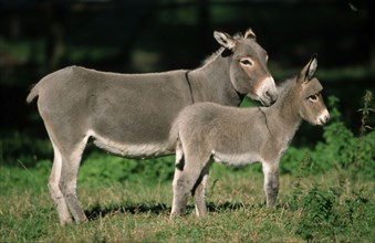 Donkeys, mare with foal, side, mare with foal, house donkey