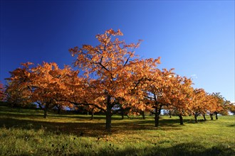 Apple Trees in autumn, apple trees in autumn, apple tree, Germany, Europe