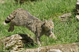 European wildcat (Felis silvestris)