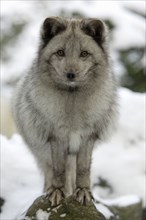 Arctic fox (Alopex lagopus) (Vulpes lagopus)