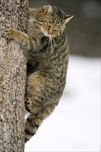 Common Wild Cat (Felis silvestris) in winter, European wild cat in winter, European wild cat