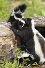 Striped Skunk (Mephitis mephitis) with youngs