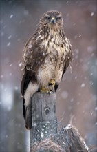 Steppe buzzard (Buteo buteo) Lower Saxony, Germany, Europe