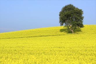 Tree in rape (Brassica napus) field, Germany, Europe