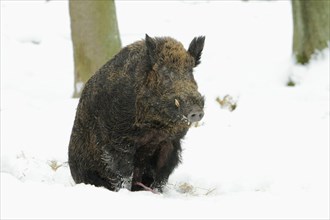 Wild Boar (Sus scrofa), male after mating