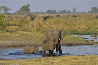 Elephant (Loxodonta africana), cow with calf in the Cuando River, Bwabwata National Park, Zambezi